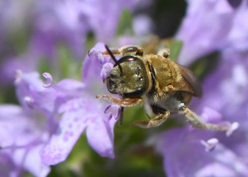 Seladonia subaurata